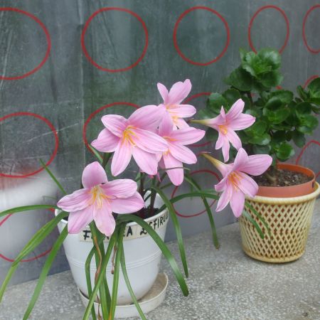 Floare zefirului/Zephyranthes